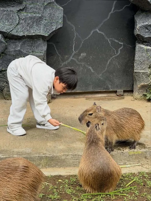WISATA EDUKASI – Fujianti Utami Putri (Fuji) membagikan momen saat mengajak keponakannya, Gala Sky, berkunjung ke kebun binatang baru-baru ini. Dalam unggahannya, Gala terlihat antusias saat berinteraksi dan memberi makan berbagai satwa seperti gajah dan kapibara.(Foto: Instagram/@fuji_an)